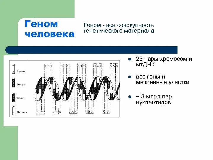 ДНК ген геном хромосома. Совокупность генетического материала. Геном человека схема. Картирование ДНК.