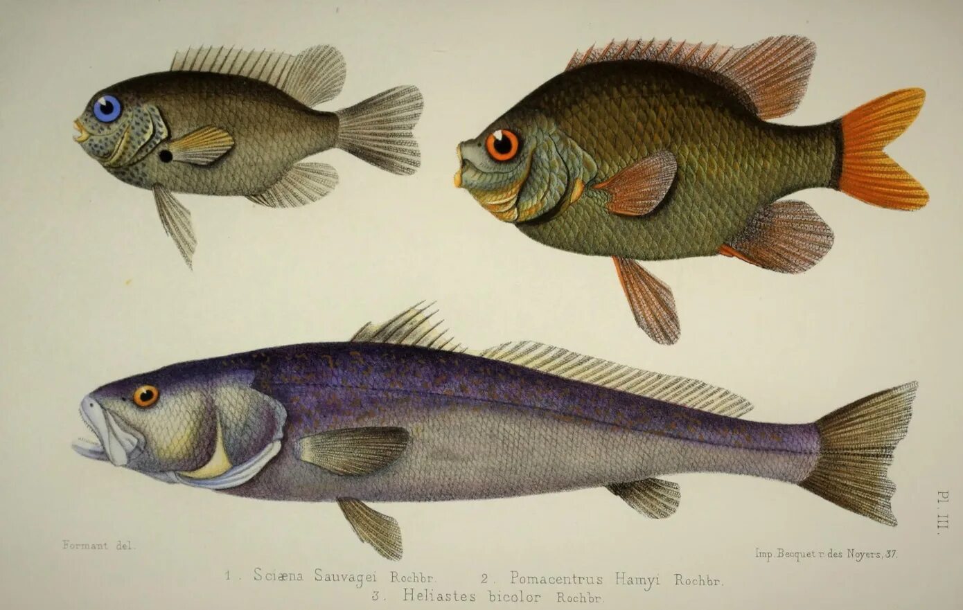 рыба под названием. окунь байкальский. нерка рыба красная. аральский жерех. тихоокеанский лосось горбуша.