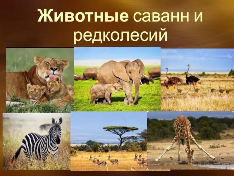 Тропический пояс 6 класс география. Саванны редколесья и кустарники животный мир. Саванны и редколесья Евразии животные. Саванны редко листья и кустарники животные. Растительный мир саванны и редколесья.