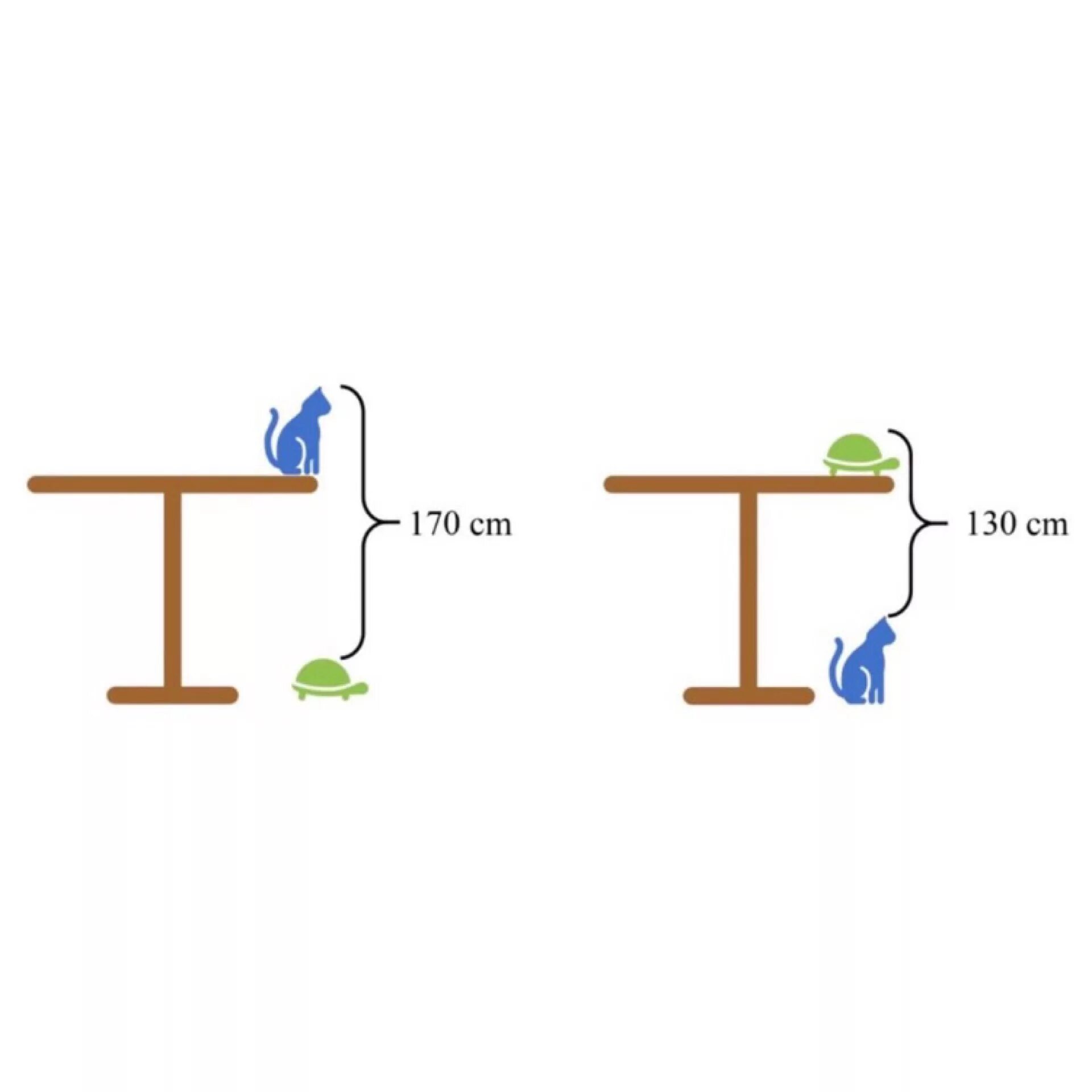 Задача высота стола. Задача высота стола кот черепаха. Задача про стол кота и черепаху. Задача про кошку и черепаху на столе. Задача про высоту стола.