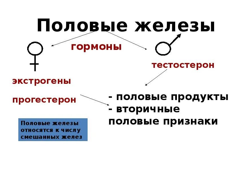 Большие половые железы. Строение и функции половых желез. Эндокринная часть половых желез гормоны. Эндокринная часть половых желез функции. Эндокринная часть половых.желез кратко.