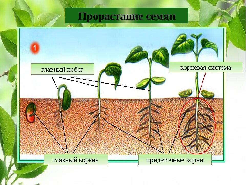 Прорастание семян 6 класс биология пасечник. Прорастание семян фасоли 6 класс биология. Схема прорастания семян 6 класс биология. Прорастание семян 6 класс биология. Фазы прорастания семян биология 6 класс.