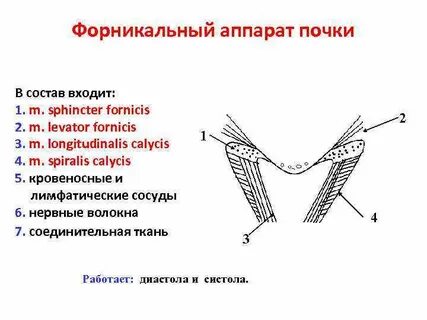 Почки орган входящий в состав