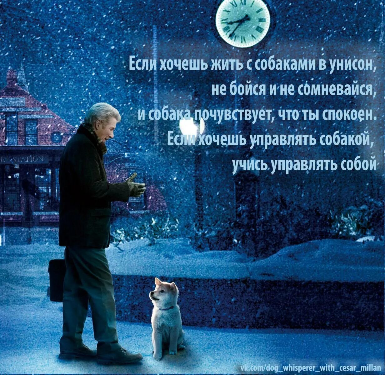 Любовь к животным цитаты. Хатико самый верный друг постер. высказывания о собаках. цитаты про собак. цитаты о собаках красивые.