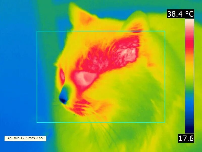 Тепловизор. Тепловизор изображение. Тепловизор примеры изображений. Тепловизионные изображения людей. Тепловизор цвета