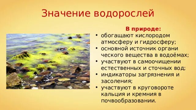 Значение донных водорослей в природе назовите. Значение водорослей в природе. Значениеводрослей в природе. Водоросли в природе и жизни человека. Какое значение имеют водоросли в природе.