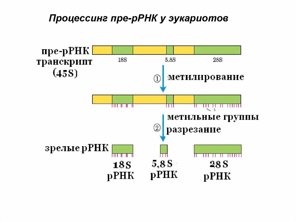 Сплайсинг эукариот. Процессинг трнк и ррнк у эукариот. процессинг мрнк эукариот этапы. процессинг ррнк у эукариот. этапы процессинга у эукариот.
