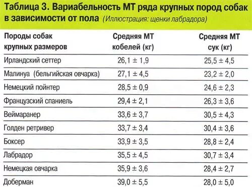 Таблица собак по возрасту По меркам человека. Учёные вычислили истинный возраст людей и собак