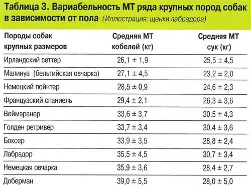 Вес щенков по месяцам таблица средних пород. Таблица веса щенков крупных пород. Таблица вес щенка средней породы. Вес собак по породам таблица.