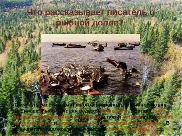 Что рассказывает писатель о рыбной ловле. Васюткино озеро что рассказывает писатель о рыбной ловле. Васюткино озеро. Васюткино озеро какая рыба попадалась в ловушки.