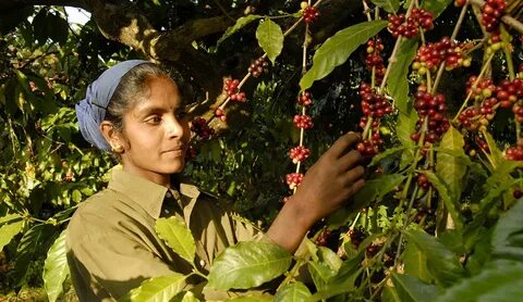 Pick coffee