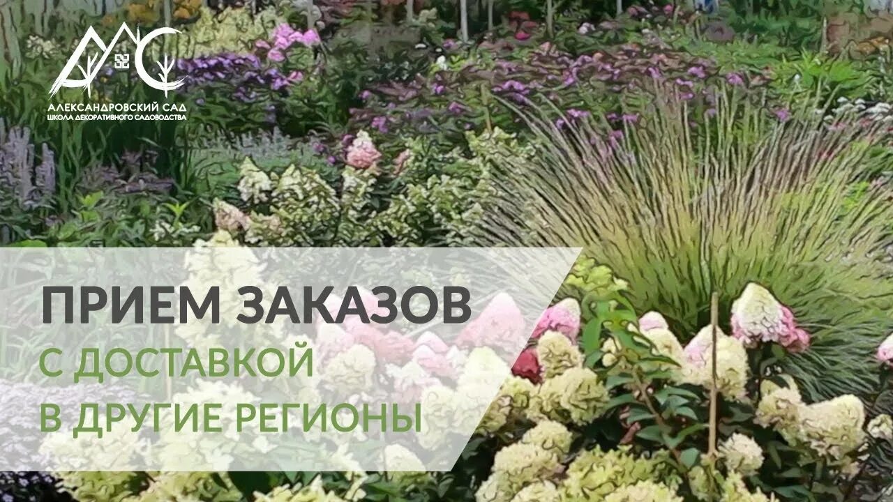Питомник александровский сад каталог. Александровский сад питомник. Цветы подмосковья питомник. Александровский сад питомник. Питомник растений александровский сад каталог.