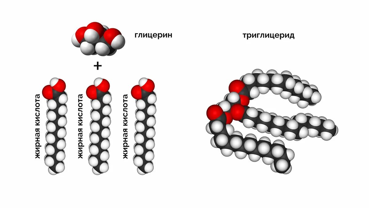Триглицериды. Молекула триглицерида. Триглицериды 3. Строение триглицеридов (жиров). Триглицериды 3.