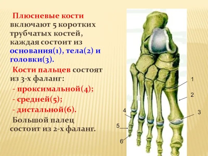 5 фаланга стопы. Диафиза 5 плюсневой кости стопы. Основание проксимальной фаланги 1 пальца стопы. Анатомия дистальной фаланги пальца стопы. Проксимальная фаланга пальца стопы анатомия.