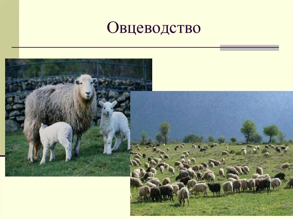 Овцеводство отрасль специализации. Сельское хозяйство для презентации. Овцеводство слайд.