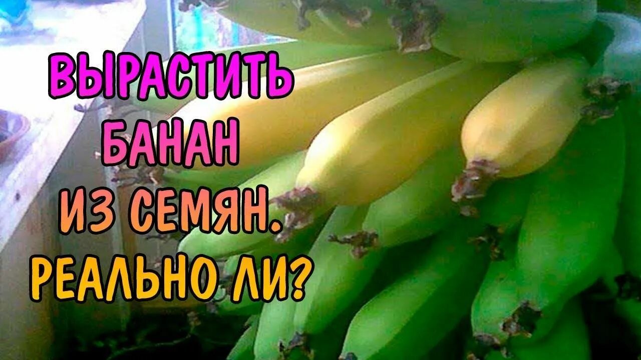 Вырастить банан из покупного банана. Семена банана. Семена домашнего банана. Банан из семян. Банан комнатный.