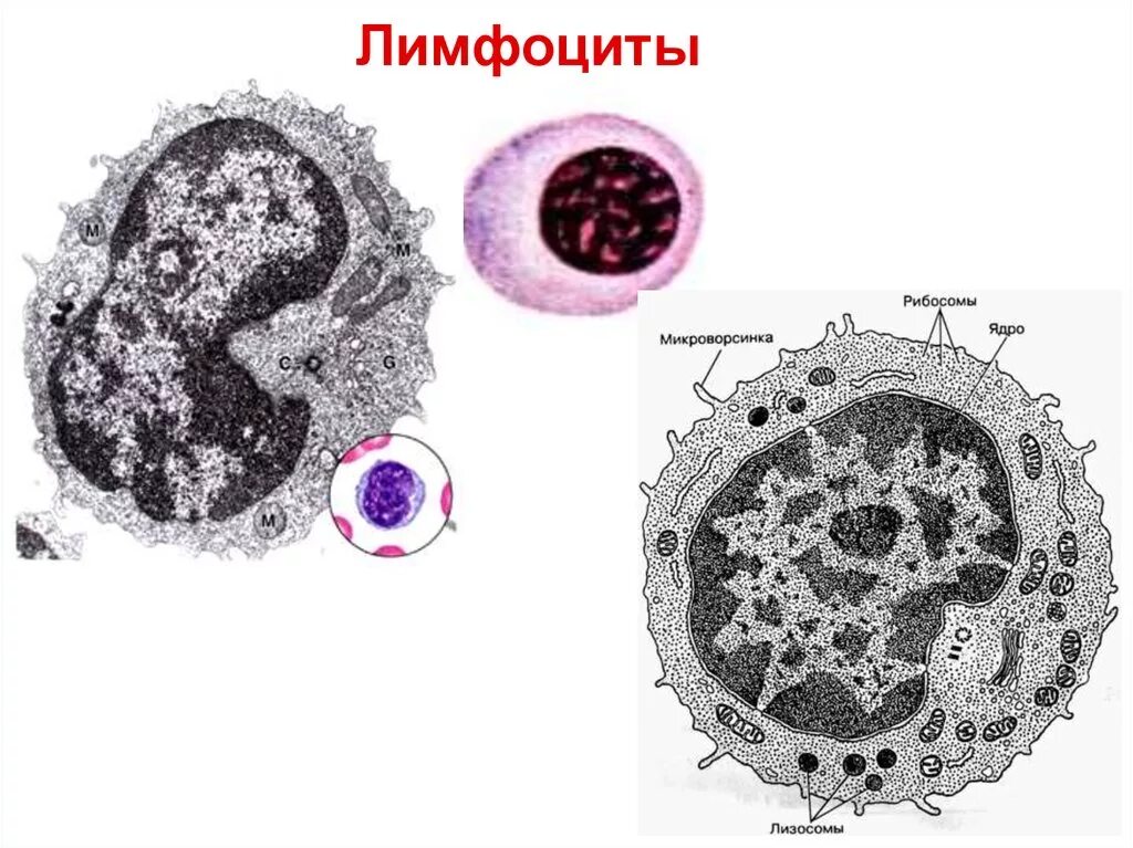 Лимфоциты гистология строение. Строение т лимфоцитов гистология. Строение б лимфоцитов. Б лимфоциты гистология. Лимфоциты состав