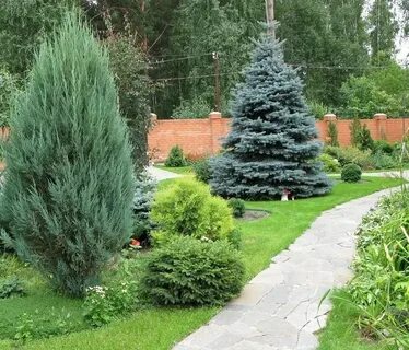 Какие хвойные деревья на новый год