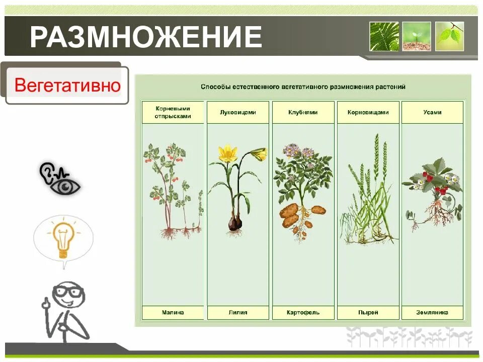 Способы размножения растений тест. Схема таблица размножения растений. Размножение растений. Способы размножения растений. Вегетативное размножение растений.