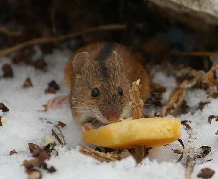 Грызун лук погрыз. Мышь в реальности с едой в лесу.