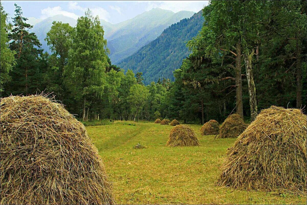 Скирда сноп. Скирда омёт копна. Сенная копна. Сенокос в Тоскане. Сено окончание