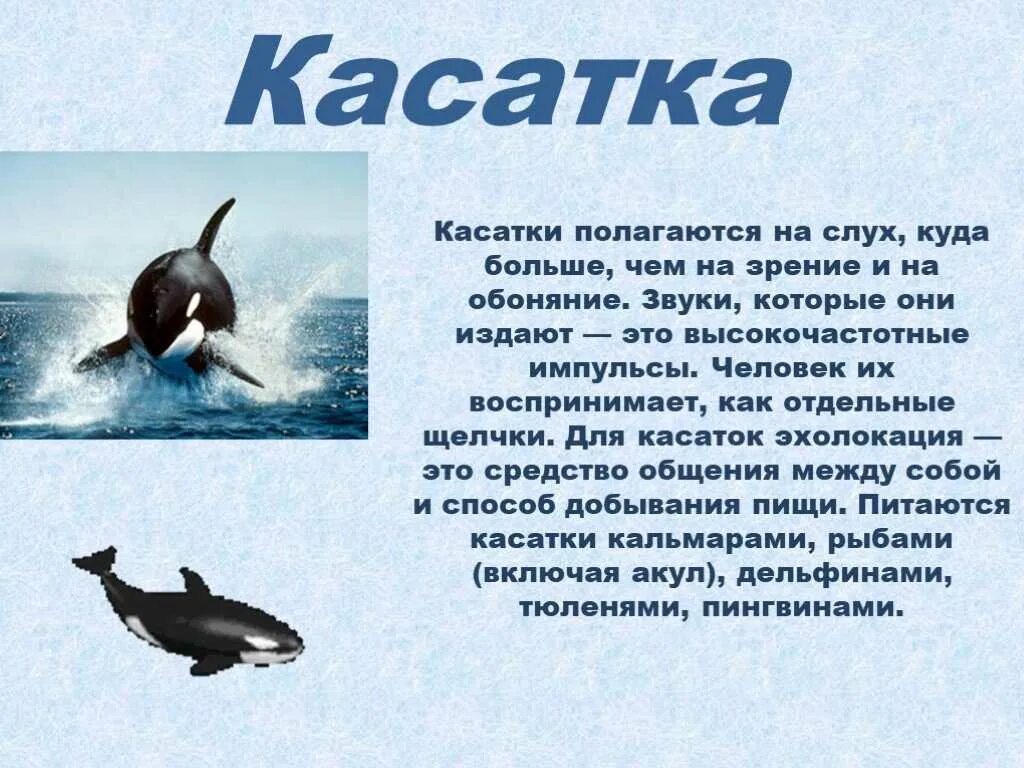 Касатка доклад. Эхолокация у касаток. Касатка описание. Касатка красная книга. Красная книга России косатка.