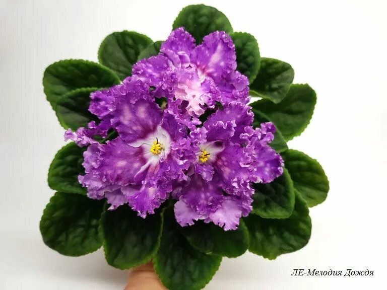 Фиалка мелодия дождя. Фиалка ле лунная мелодия. Фиалка эталон. Фиалка мелодия. Фиалка мелодия.