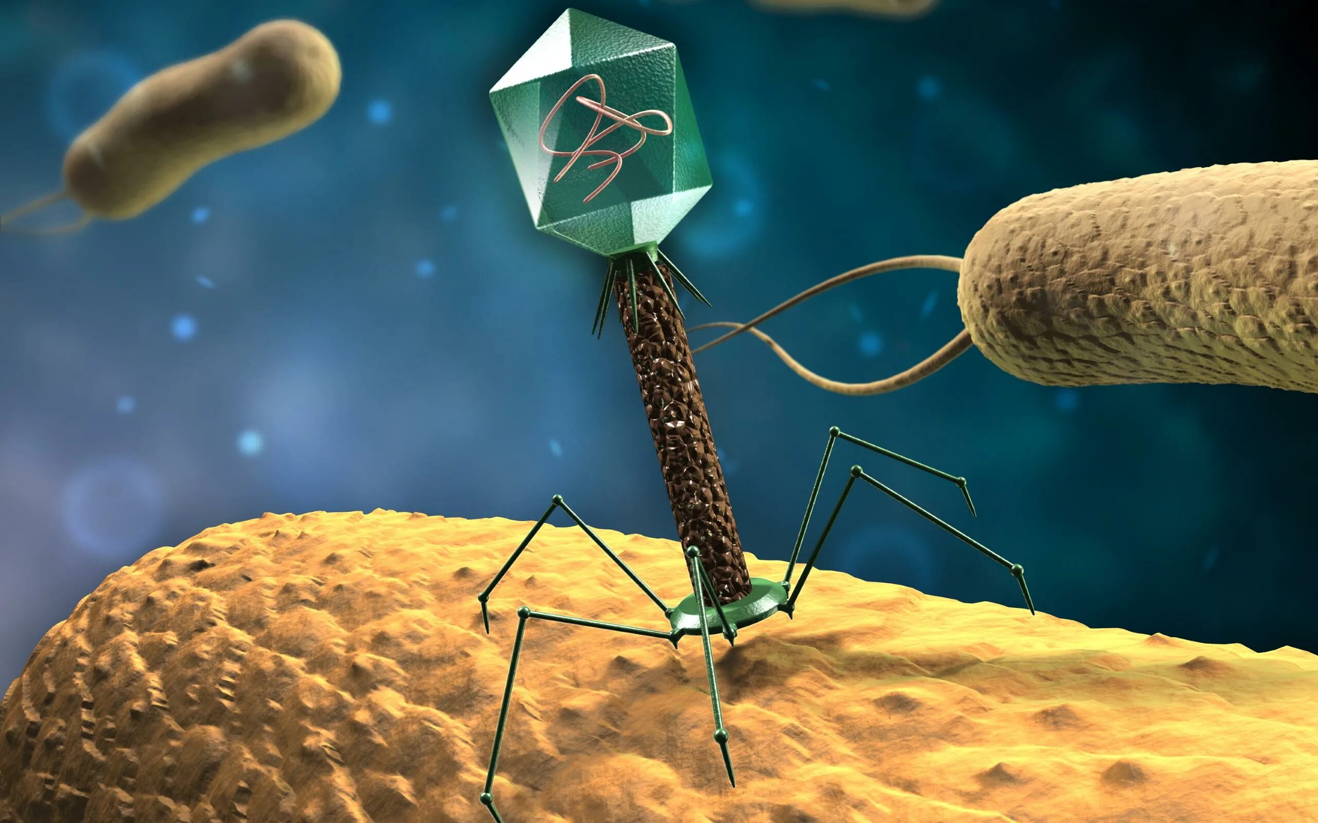 бактерии из биологии. Salmonella гр с2. бактерии из двух слов. бактерии состоят из одной клетки. бактерии из двух слов.