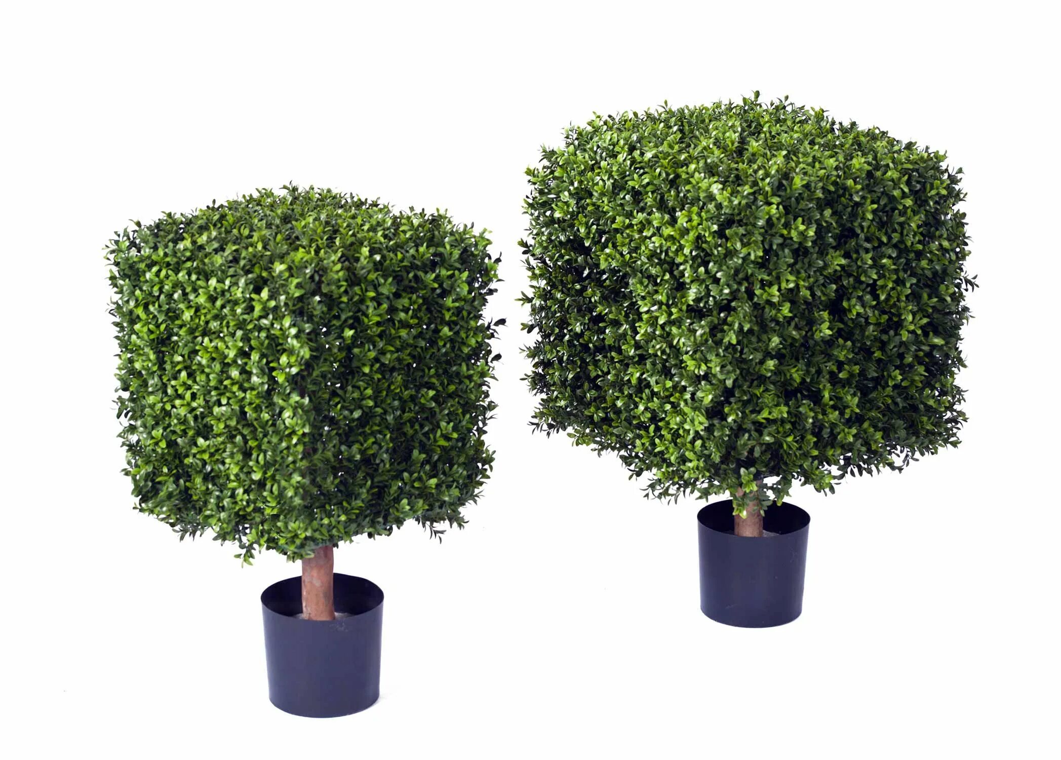 Оформление задачи 1 класс сирени 7 кустов, шиповника 4 куст. Кустов окончание. Кусты окончились диктант. Кусты окончились перед глазами гостей. Semi-shrub.