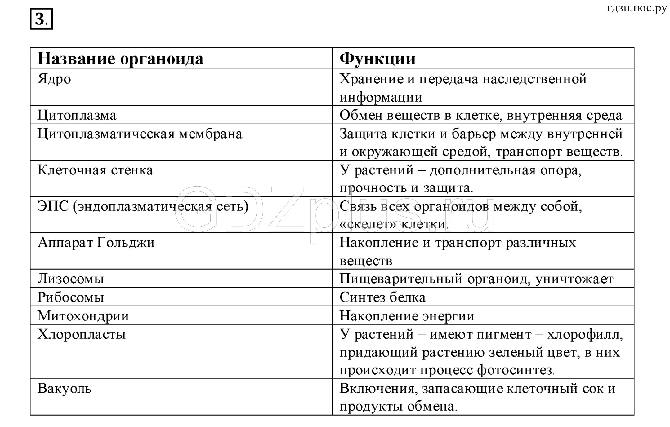 Граны содержат органоиды