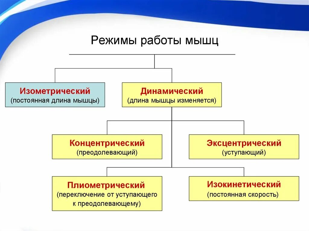 Режимы мышц