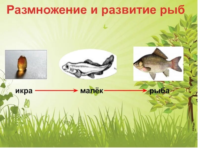 Схема развития рыбы. Размножение и развитие рыб. Модель развития рыбы. Стадии развития рыбы в картинках.
