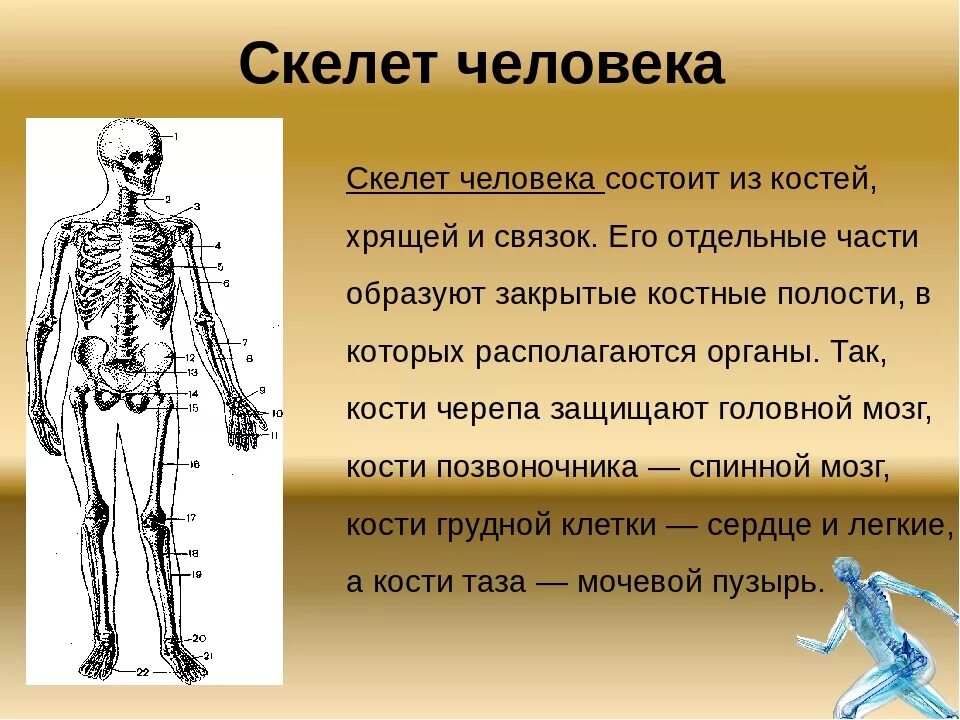 Скелет человека информация. Из чего состоит скелет человека. Сообщение о скелете человека. Добавочный скелет.
