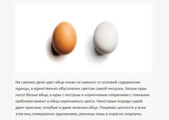 Факты о яйцах. Факты о яйцах куриных. Цвет скорлупы куриных яиц. Яйцо белое.