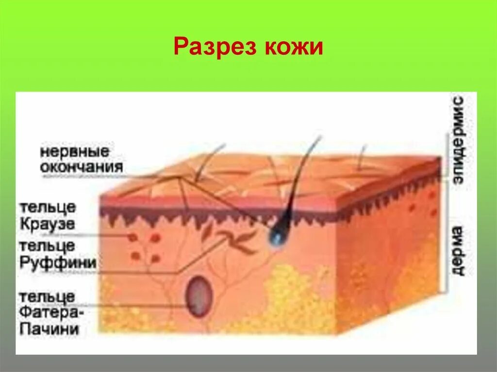 Кожно нервные. Кожные рецепторы холодовые. Тактильные рецепторы и терморецепторы кожи. Осязательные рецепторы кожи расположены. Рецепторы кожи температурные осязательные болевые.