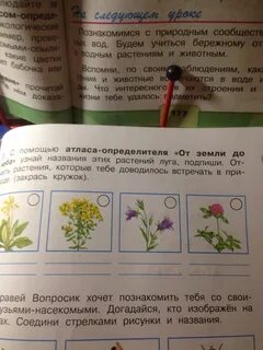 Растения это название ответ