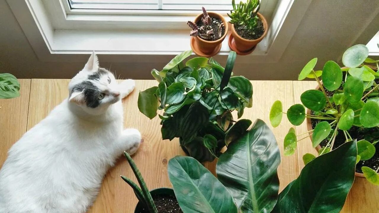 Как отучить кота по утрам