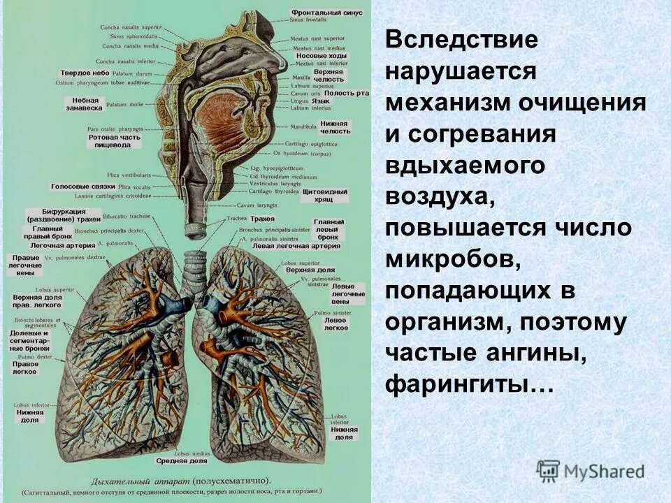 Воздух в дыхательных путях согревается благодаря тому что. Слизистая дыхательных путей выстлана. Дыхание носом. Способствует очищению согреванию охлаждению вдыхаемого воздуха. Способствует очищению согреванию охлаждению вдыхаемого воздуха.