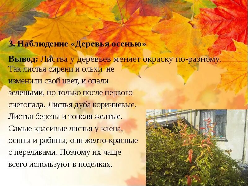 Наблюдения за дубом осенью. Наблюдение за деревьями осенью. цель наблюдения за деревьями осенью. вывод по осеннему дереву. вывод о осенних деревьях.