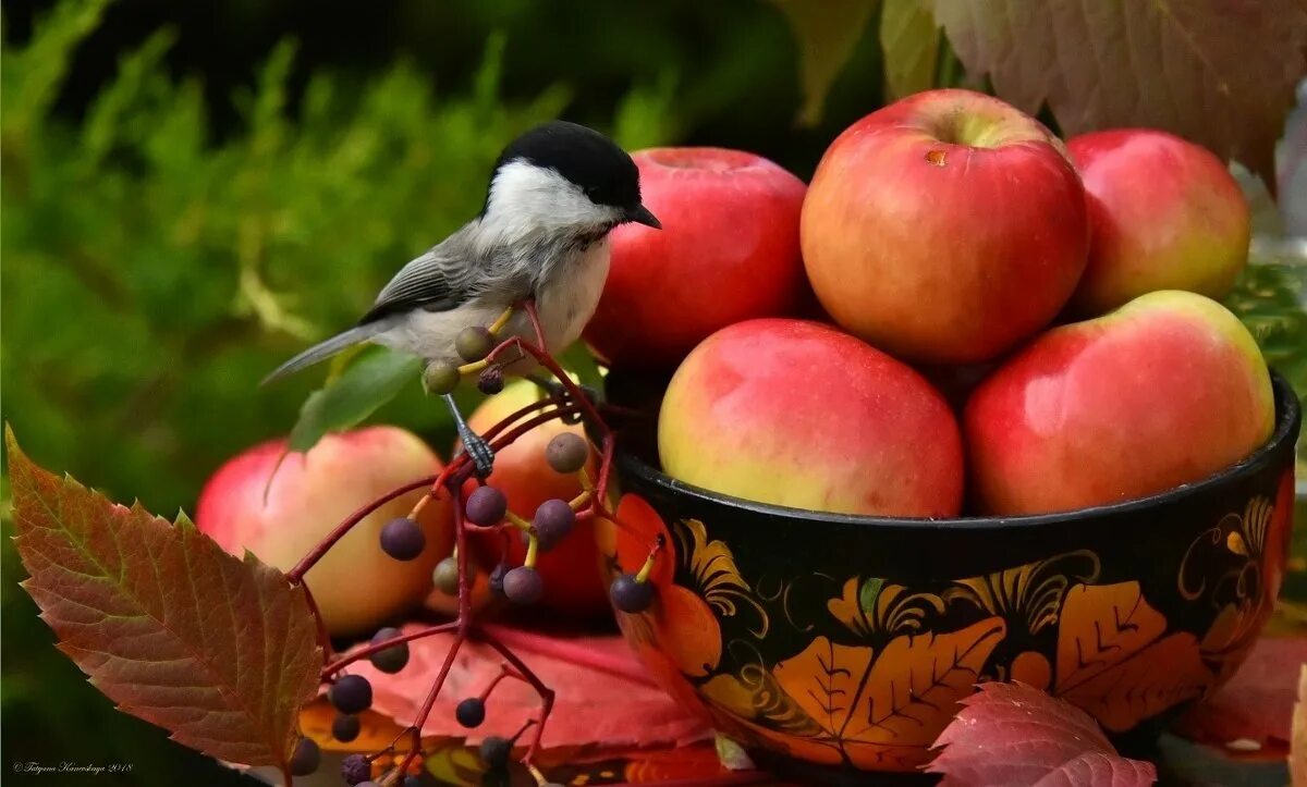 птицы питающиеся яблоками. лесная пеночка. птицы на яблоне. осень яблоки. ягоды для птиц живопись.