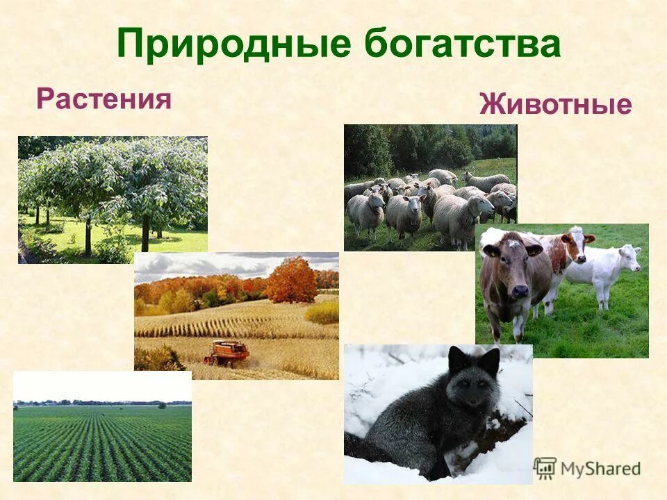 значение природных богатств для экономики. природные богатства для экономики. природные богатства и труд людей 3 класс окружающий мир. природные богатства. природа богатства и труд людей основа экономики.