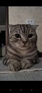 Коте 2024