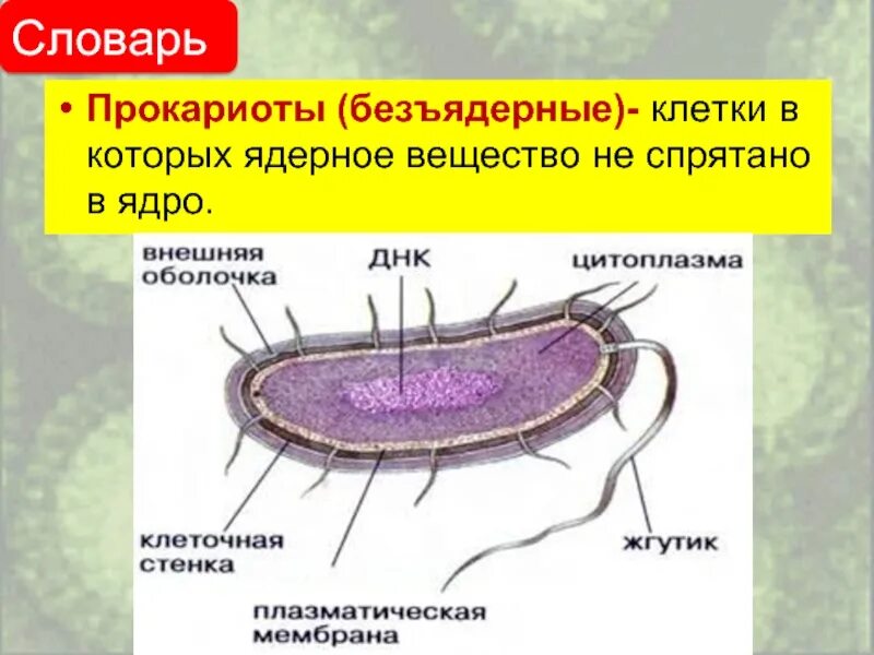 Доядерные прокариоты. Строение бактерии прокариот. Строение клетки прокариот бактерии. Бактерии прокариоты 5 класс. Прокариоты это в биологии.