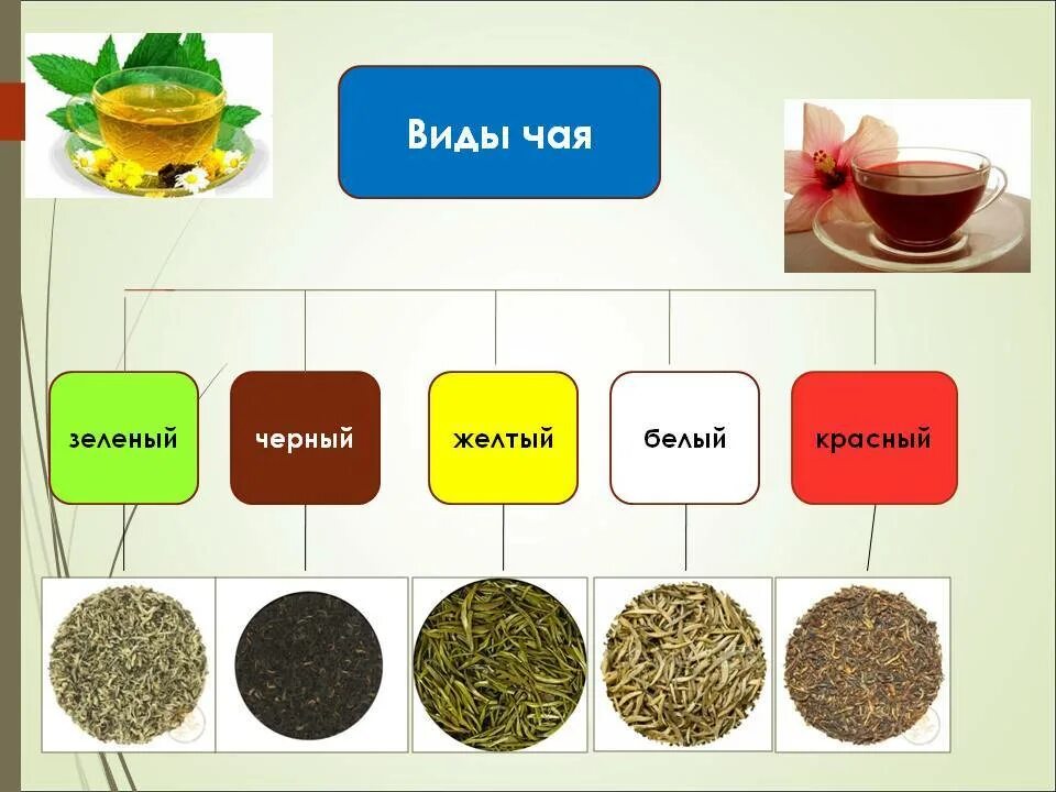 Чай сорта и виды. Виды чая. Классификация чая. Какие виды чая бывают. Виды зеленого чая.