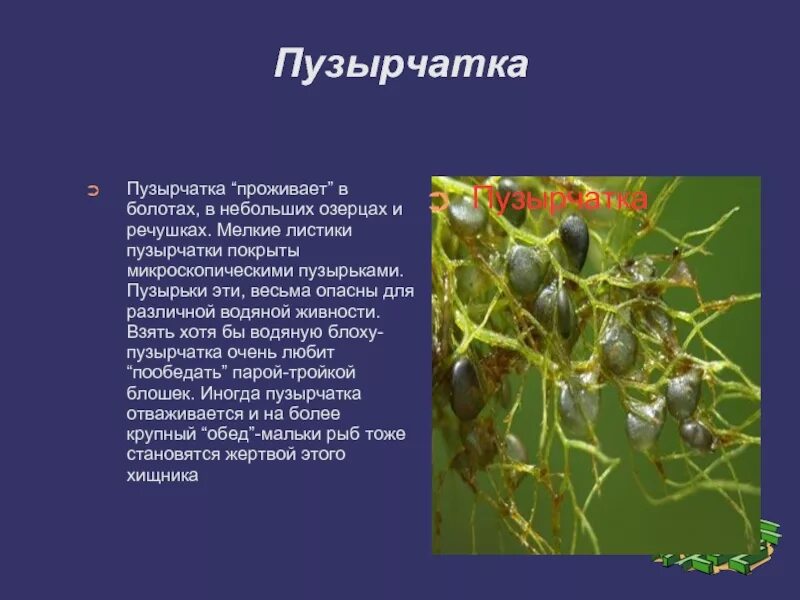 Пузырчатка обыкновенная является насекомоядным растением какому критерию. Пузырчатка обыкновенная является насекомоядным растением какому критерию. Пузырчатка растение описание. Пузырчатка обыкновенная является насекомоядным растением какому критерию. Пузырчатка сообщение.