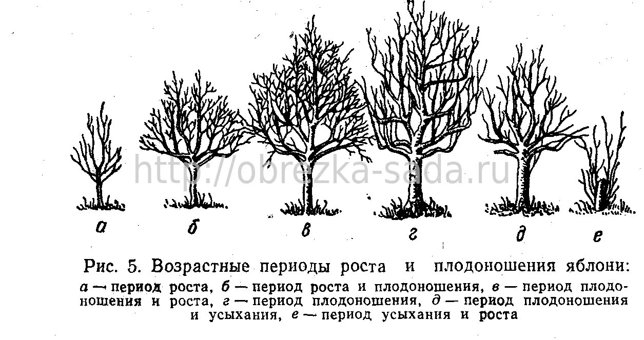 Вегетация яблони. Вегетационный период плодовых деревьев. Период вегетации у яблони. Периоды жизненного цикла плодового дерева. Что такое вегетация деревьев