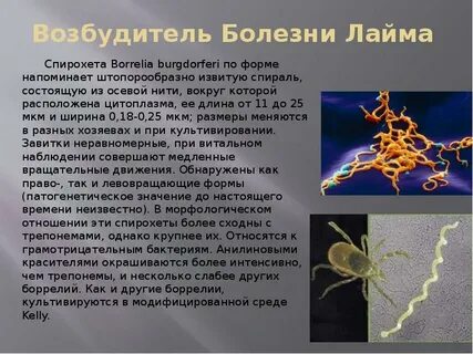 Иммуноглобулины боррелиоза