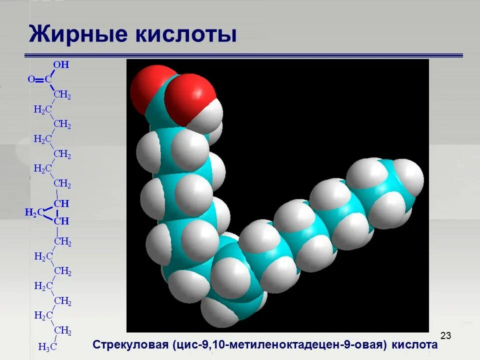 Строение молекулы фосфолипидов. Липиды строение мономера. Молекула липидов представляет собой. Липиды нейтральные жиры. Липиды.