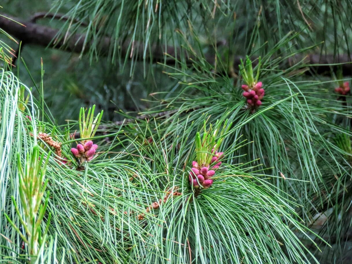 Кедр хвойная порода. Кедр Сибирский хвоинки. Pinus koraiensis хвоя. Хвойник кедр Сибирский. Кедр корейский Суланж.