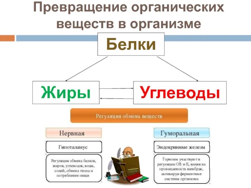 Органические изменения в организме. Белки жиры и углеводы схема превращения. Превращения белков жиров и углеводов друг в друга. Схема превращения углеводов в жиры. Схема взаимопревращений белков жиров углеводов.